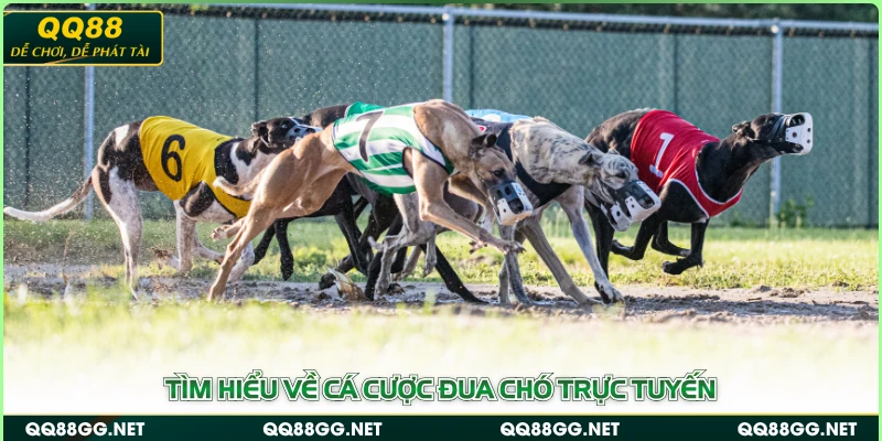Tìm hiểu về cá cược đua chó trực tuyến